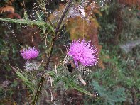 fugio Pirao-Galactites tomentosa 20101010 015